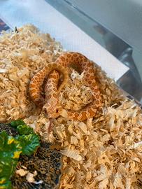 Heterodon Nasicus