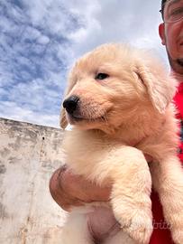 Cuccioli di pastore maremmano abruzzese