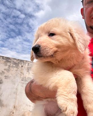 Cuccioli di pastore maremmano abruzzese