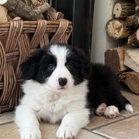 Cuccioli Border Collie con Pedigree Enci