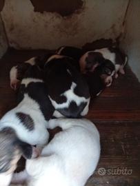 Si cedono cuccioli di beagle originali