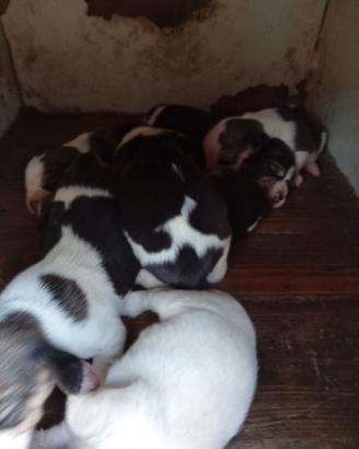 Si cedono cuccioli di beagle originali