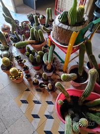 Cactus 