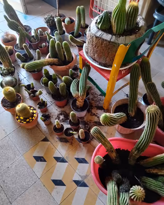 Cactus 
