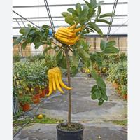 Piante di agrumi 