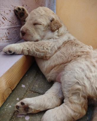 cuccioli di Lagotto Romagnolo con pedigree 