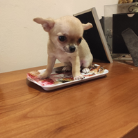 Splendida mini Toy Chihuahua