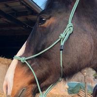 Pony asini cavalli capre pecore mucche