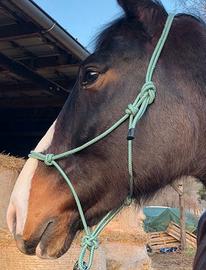 Pony asini cavalli capre pecore mucche