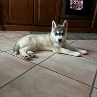 Siberian husky pedigree enci