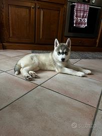 Siberian husky pedigree enci