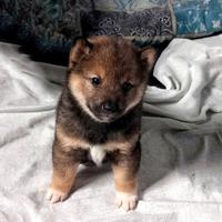 Shiba inu pedigree cuccioli