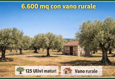 Uliveto Bosco Comunale