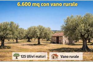 Uliveto Bosco Comunale