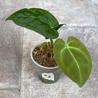 Anthurium