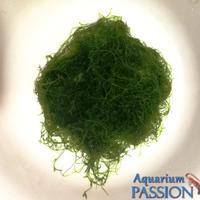 Muschio di Java 15x15 Taxiphyllum barbieri acquari