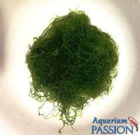 Muschio di Java 15x15 Taxiphyllum barbieri acquari