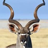 Corna di Kudu africano gigante