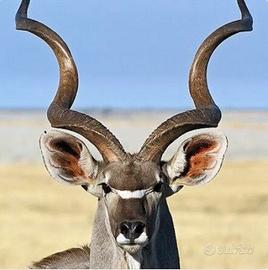 Corna di Kudu africano gigante