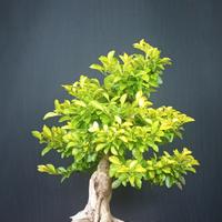 Duranta (Durantha repens)