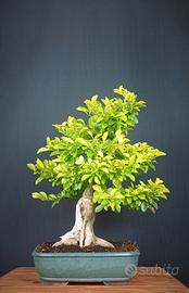 Duranta (Durantha repens)