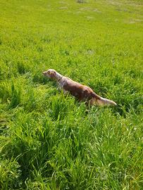 Cambio setter con breton