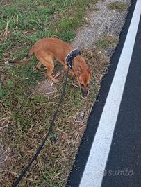 Pastore belga malinois