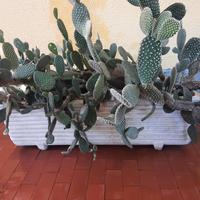 Piante grasse con vaso