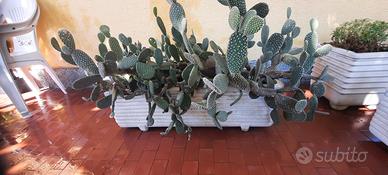 Piante grasse con vaso