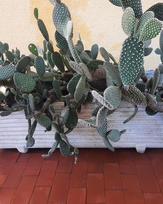 Piante grasse con vaso