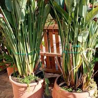 Sterlizia strelizia grande da giardino