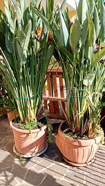 Sterlizia strelizia grande da giardino