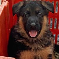 Cuccioli di pastore tedesco