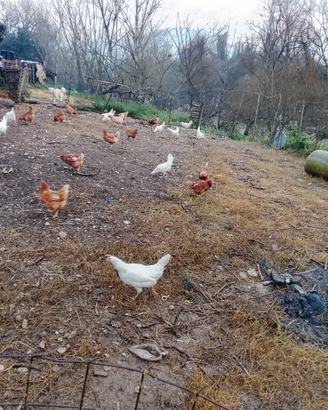 Galline ovaiole