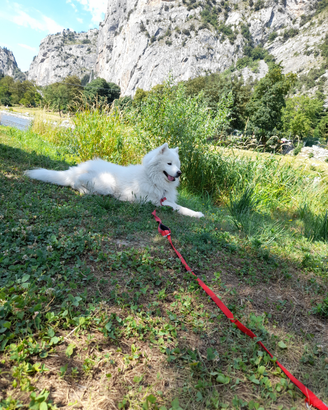 Cane Samoiedo