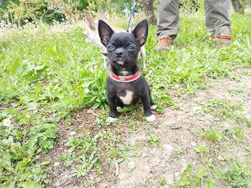 Chihuahua cucciolo maschio Pedigree Enci