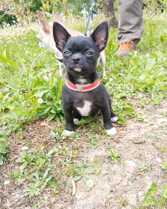 Chihuahua cucciolo maschio Pedigree Enci