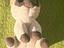 Immagine 4