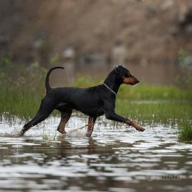 German pinscher cucciola 6 mesi - pedigree ENCI