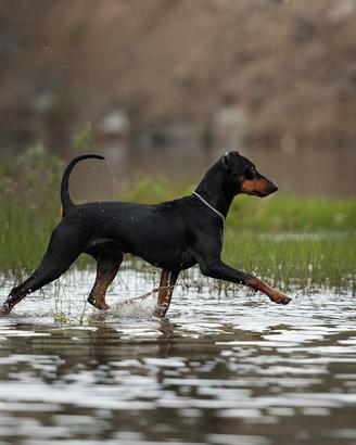 German pinscher cucciola 6 mesi - pedigree ENCI
