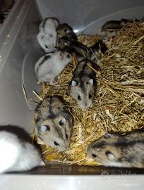 12 cuccioli di criceto