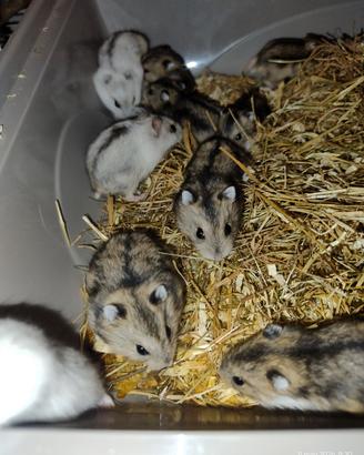 12 cuccioli di criceto