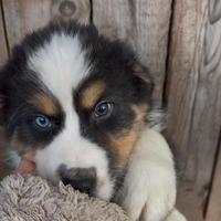 Cuccioli Australian Shepherd - Pastore Australiano