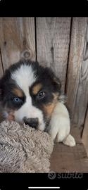 Cuccioli Australian Shepherd - Pastore Australiano