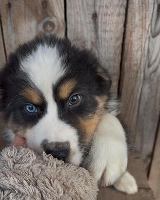 Cuccioli Australian Shepherd - Pastore Australiano