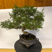 Bonsai  ginepro 30cm in vaso giapponese