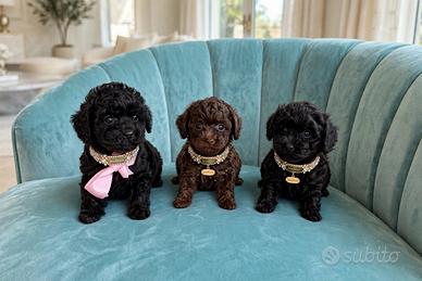 Barboncini toy cioccolato e neri Pedigree