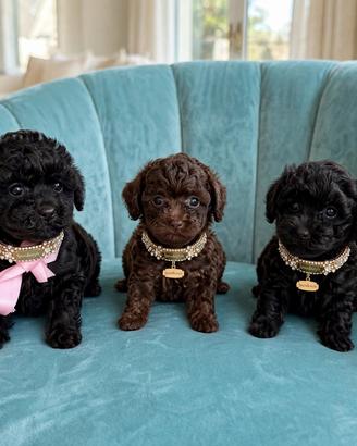 Barboncini toy cioccolato e neri Pedigree