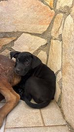 Cucciolo 