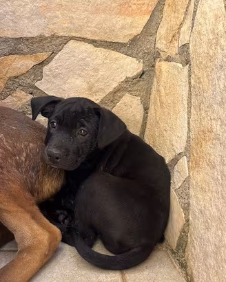 Cucciolo 
